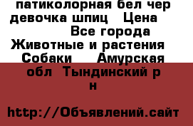 патиколорная бел/чер девочка шпиц › Цена ­ 15 000 - Все города Животные и растения » Собаки   . Амурская обл.,Тындинский р-н